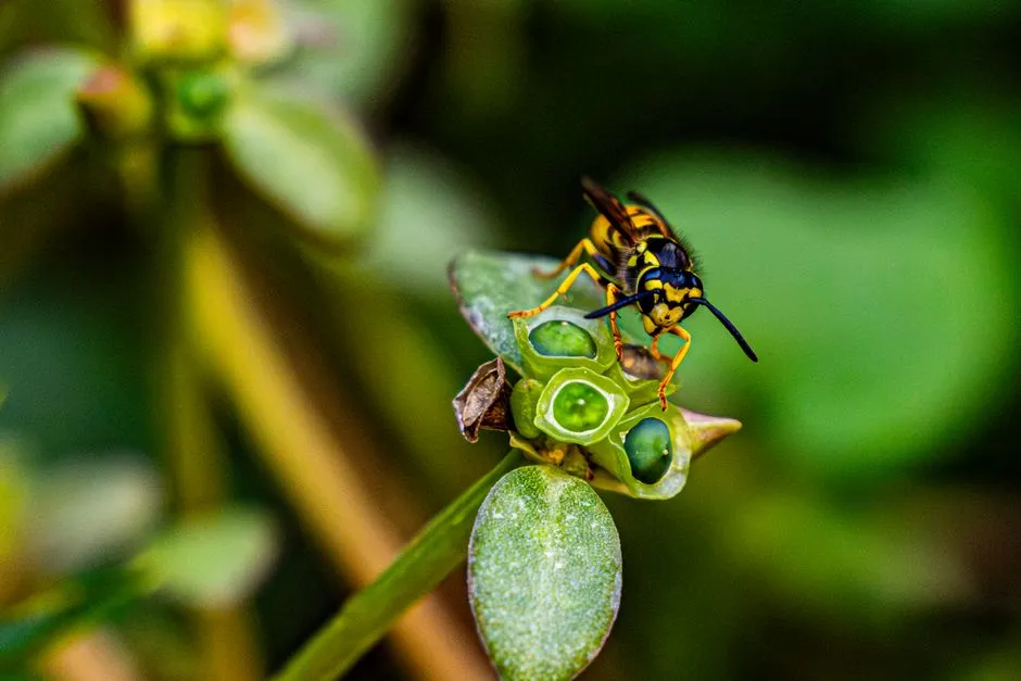 One Wasp, One Fig: The Logic of Obligate Mutualism (Image Credits: Pexels)