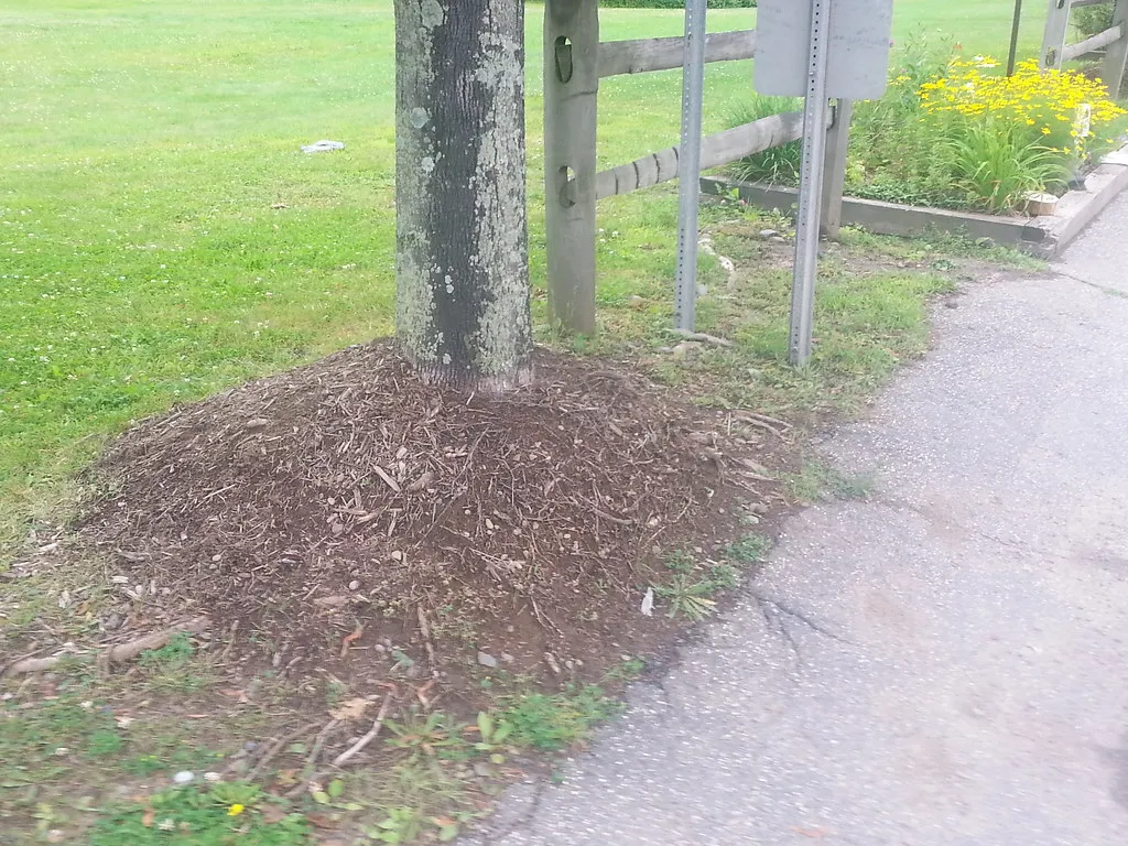 Practical Mistakes to Avoid With Light Mulch in Urban Settings (The Cornell IPM Image Gallery, Flickr, CC BY 2.0)