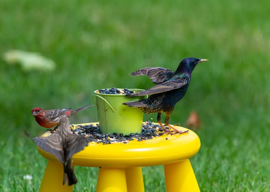 Leaving Some Mess Supports Local Biodiversity in a Broader Sense (Image Credits: Pexels)