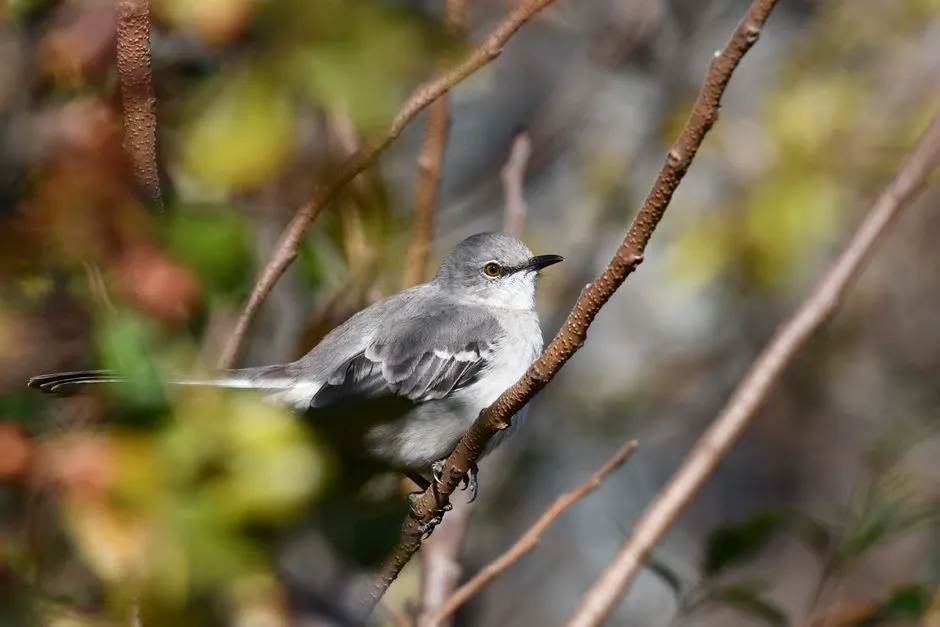 What Mockingbirds Actually Choose to Imitate (Image Credits: Pexels)