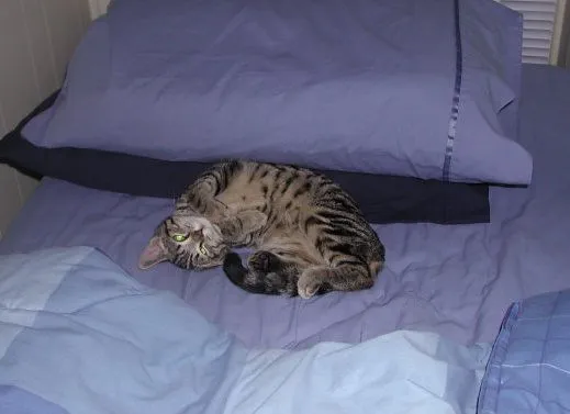 Cats and Dogs Are Not the Same - at All (Brandie!, Flickr, CC BY-SA 2.0)