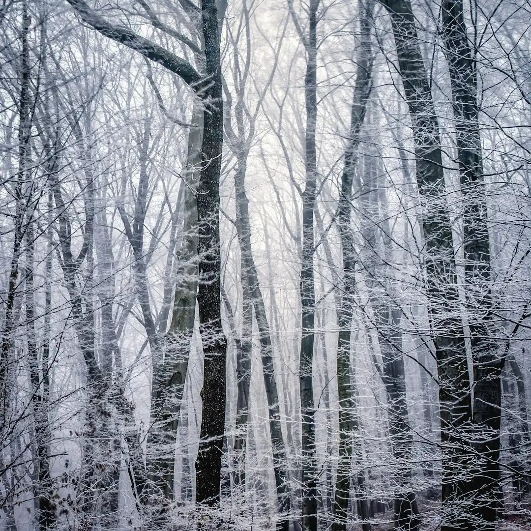 How Frost Cracks Affect Long-Term Tree Health (Image Credits: Unsplash)