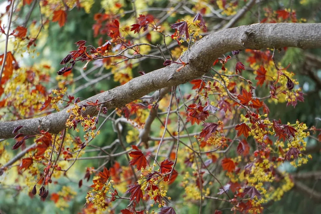 5. Maple (Acer spp.): A Critical Food Source in Late Winter (Image Credits: Unsplash)