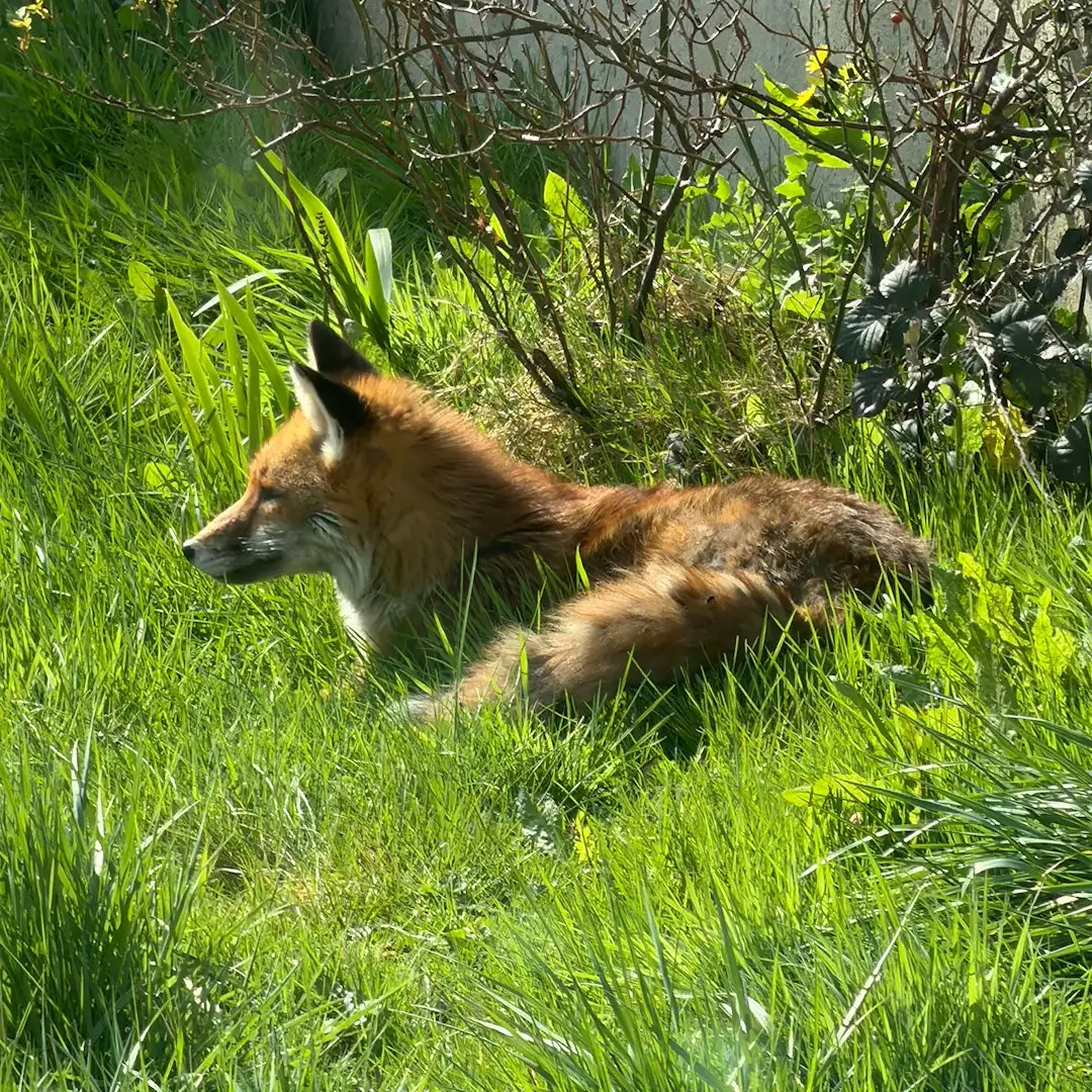 What to Do Once You've Confirmed Wildlife Activity (Image Credits: Unsplash)