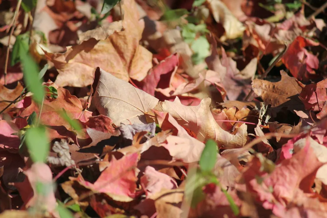 Clear Away Fallen Leaves and Debris (Image Credits: Unsplash)