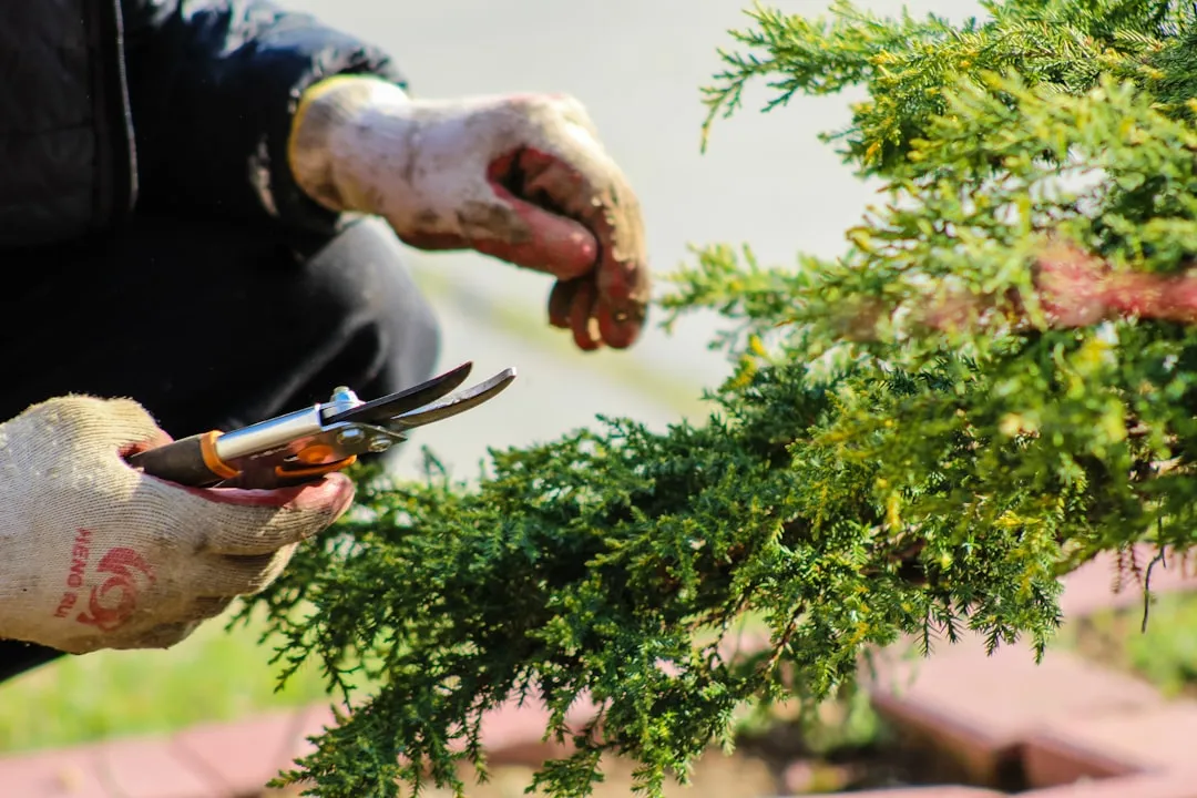 Pruning Native Evergreens the Right Way (Image Credits: Unsplash)
