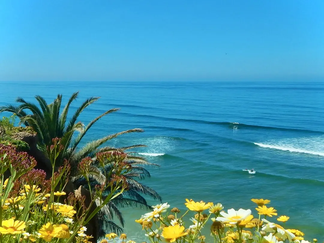 Understanding San Diego's Coastal Microclimate Before You Plant (Image Credits: Unsplash)
