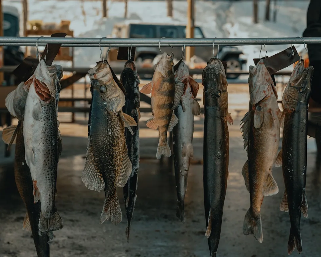 Cold-Water Fish Species Are Under Serious Pressure (Image Credits: Unsplash)