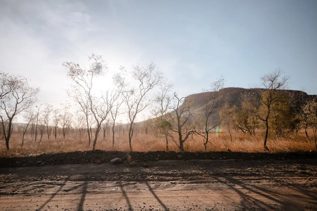 Getting Trees Through Their First Dry Summers (Image Credits: Unsplash)