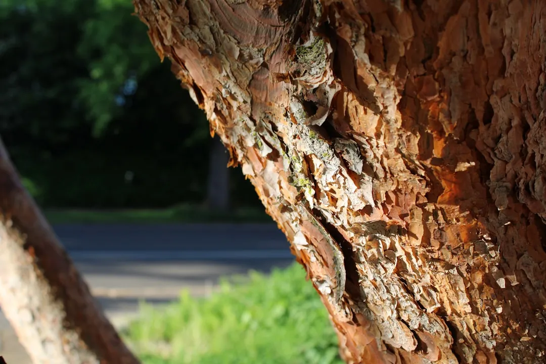 Pacific Madrone (Arbutus menziesii): The Striking Structural Choice (Image Credits: Unsplash)