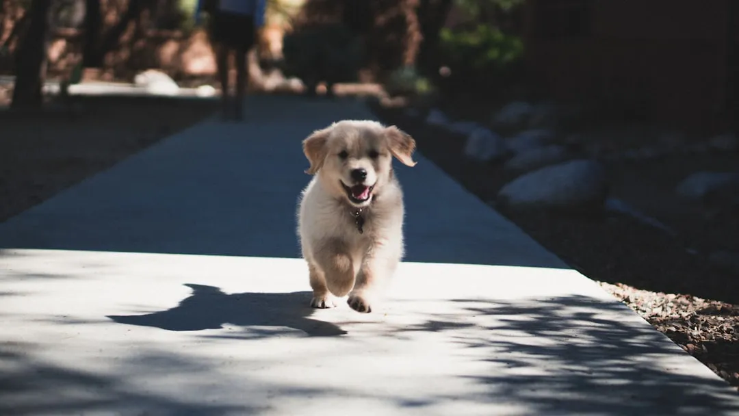 Walking Exclusively on Hard Pavement (Image Credits: Unsplash)