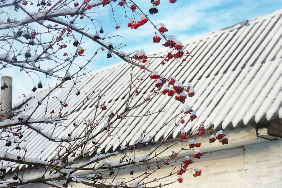 How to Prevent Frost: Practical Steps (Image Credits: Unsplash)