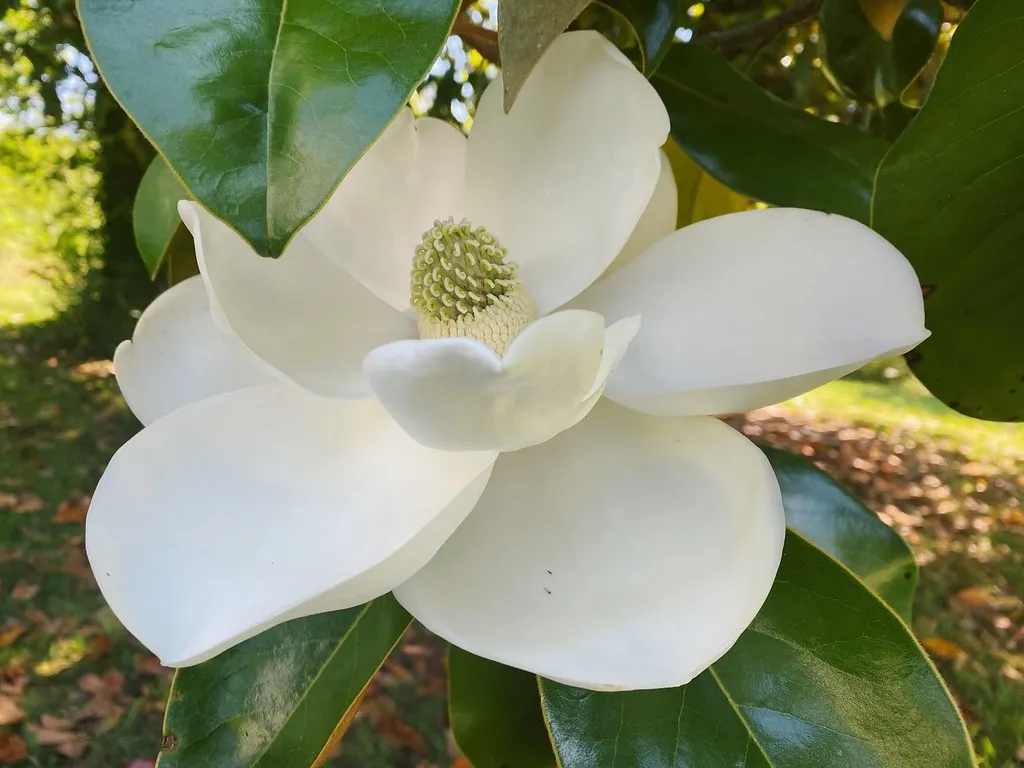 3. Southern Magnolia (Magnolia grandiflora): Drama, Scent, and Staying Power (Image Credits: Flickr)