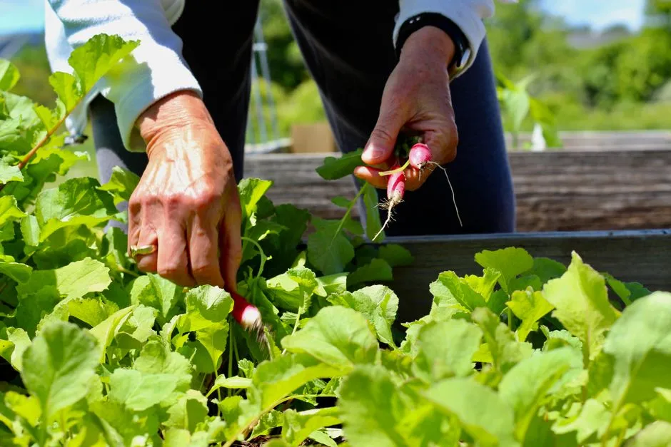 Carrots and Root Crops: Crowding That Shows Up as Forked, Stunted Roots (Image Credits: Pexels)