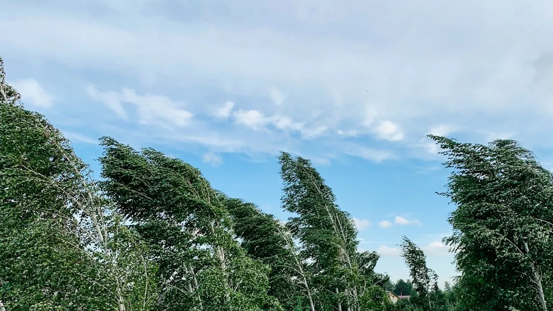 Windbreaks as a Climate Adaptation Tool (Image Credits: Unsplash)