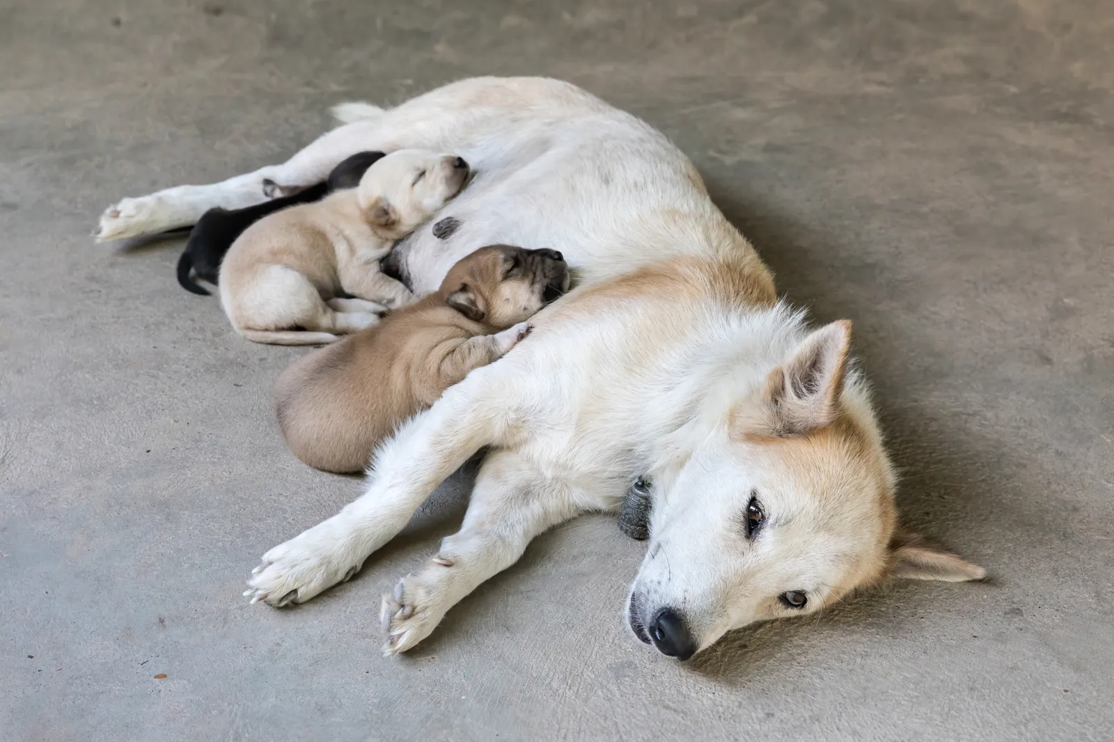 The Role of the Pons: The Brain's Sleep Traffic Controller (By Basile Morin, CC BY-SA 4.0)