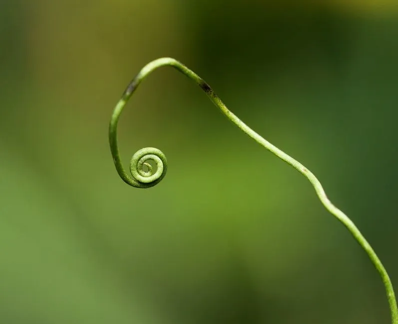 2. Watch the Tendril Near the Stem (Image Credits: Pexels)