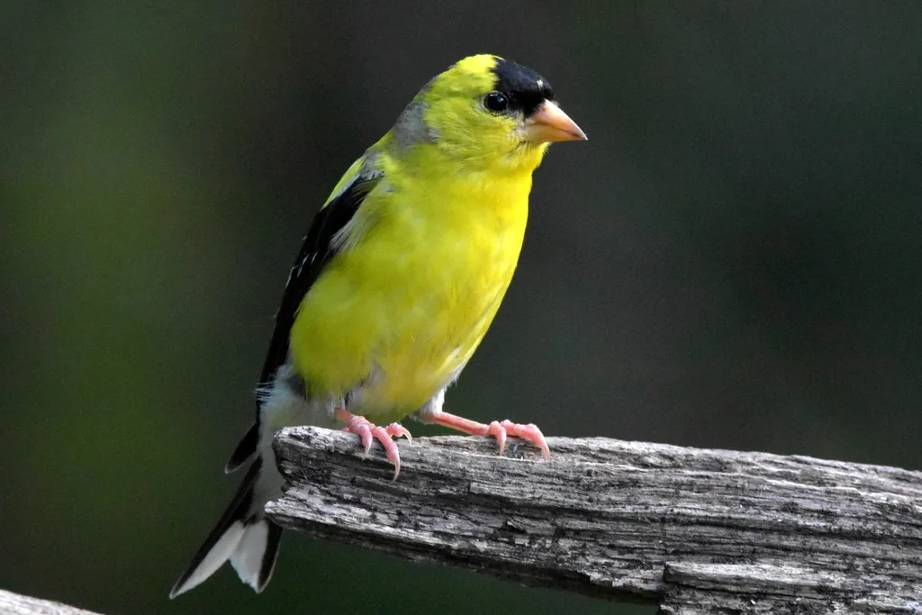 Feeder Hygiene and Bird Health (Image Credits: Rawpixel)