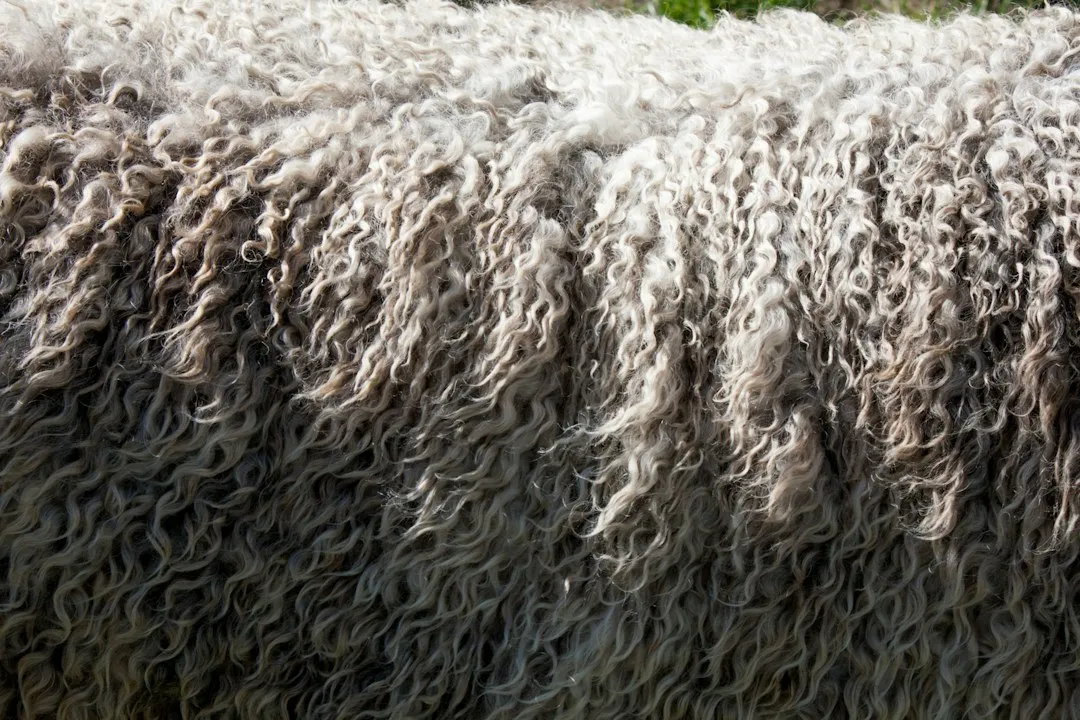 Wool: When Fibers Need to Breathe (Image Credits: Unsplash)