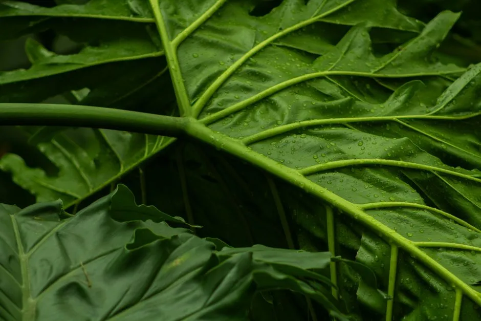 Conditioning Your Greens So They Last (Image Credits: Pexels)