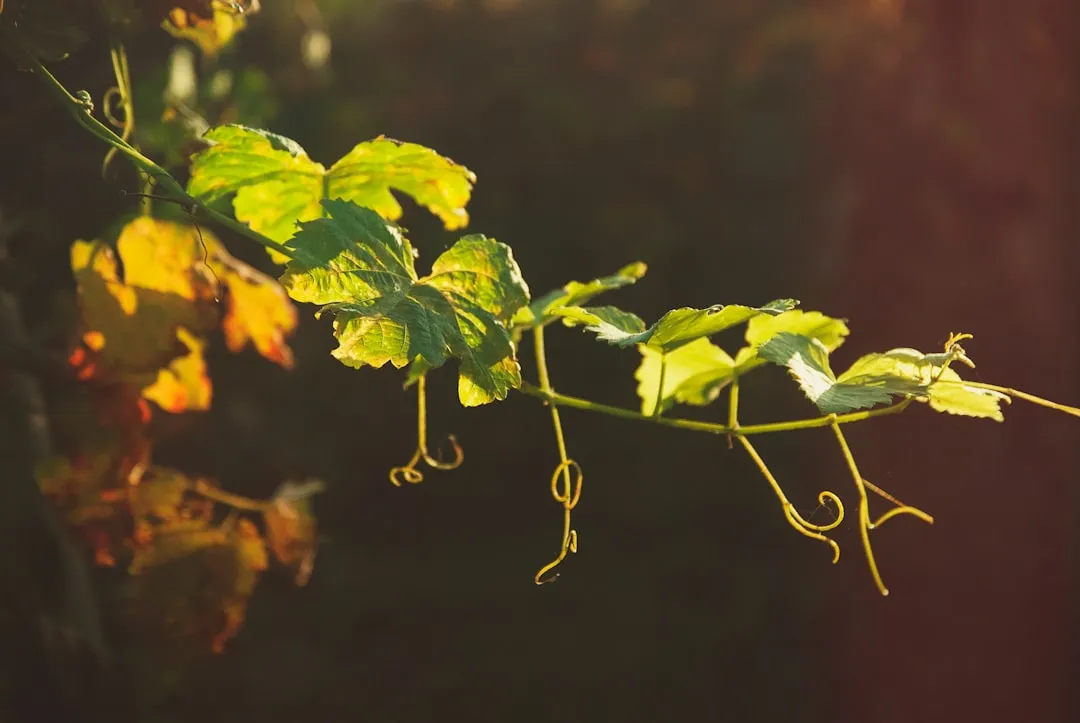 The Girdling Effect: How Vines Cut Off a Tree's Lifeline (Image Credits: Unsplash)