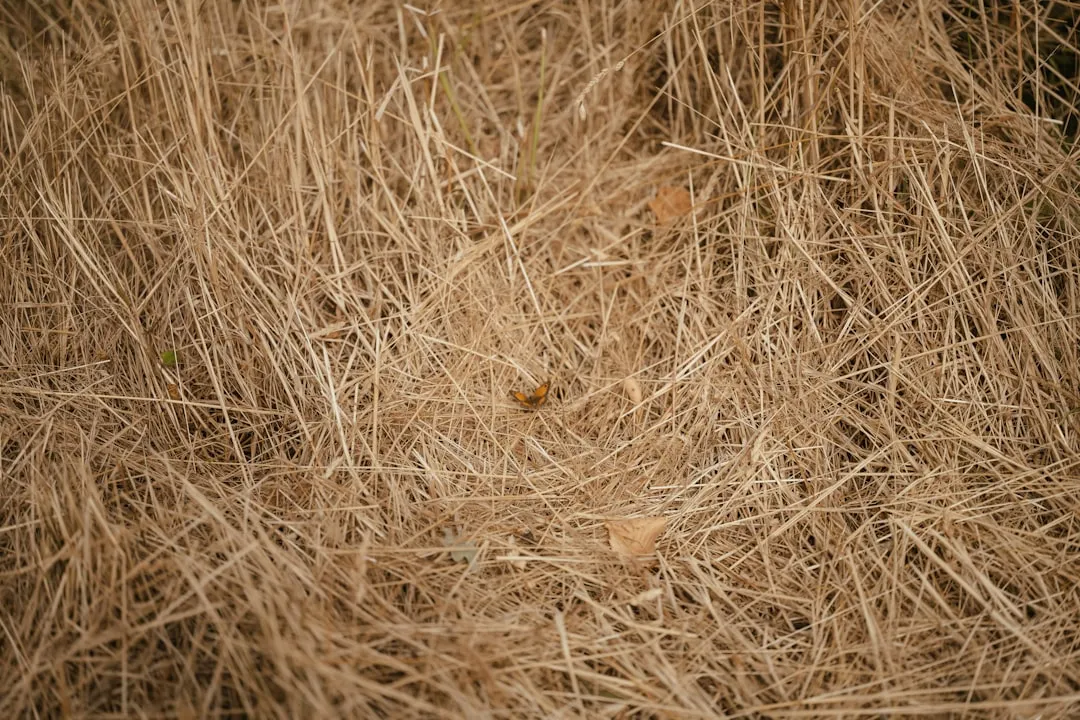 Skipping Mulch and Letting the Surface Crust Over (Image Credits: Unsplash)