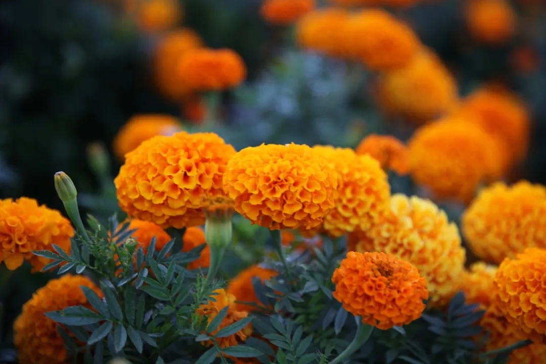 Why Marigolds Are the Go-To Companion Flower (Image Credits: Unsplash)