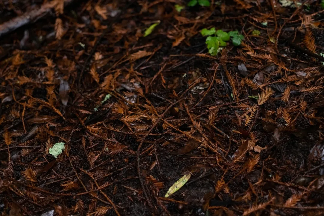 Getting Started This Season (Image Credits: Unsplash)