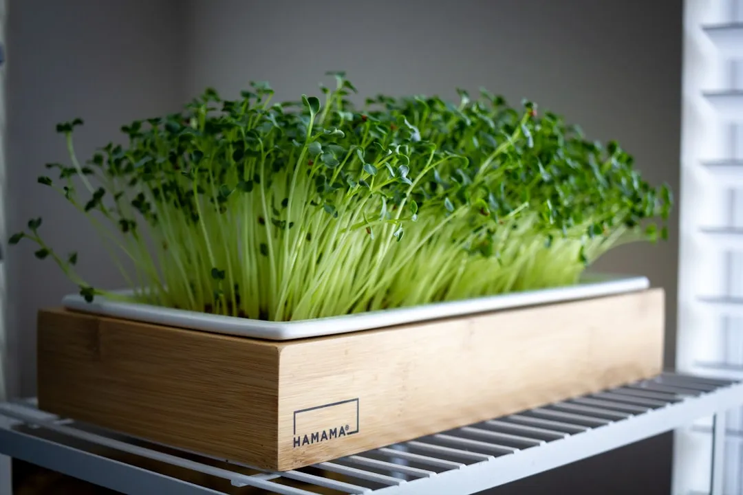 2. Microgreens: From Seed to Scissors in Under Two Weeks (Image Credits: Unsplash)
