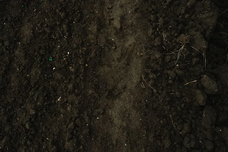 Looser Soil Is Simply Easier to Work (Image Credits: Pexels)