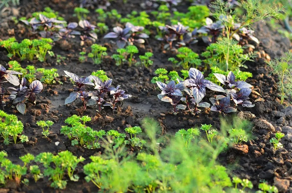 Treating All Plants as If They Need the Same Amount of Water (Image Credits: Pexels)