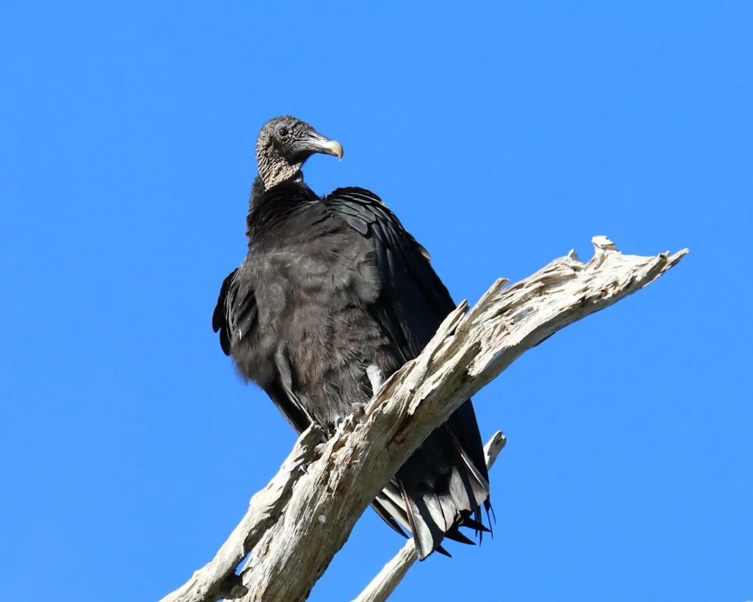 Black Vultures: Monogamy Enforced by the Community (Image Credits: Unsplash)