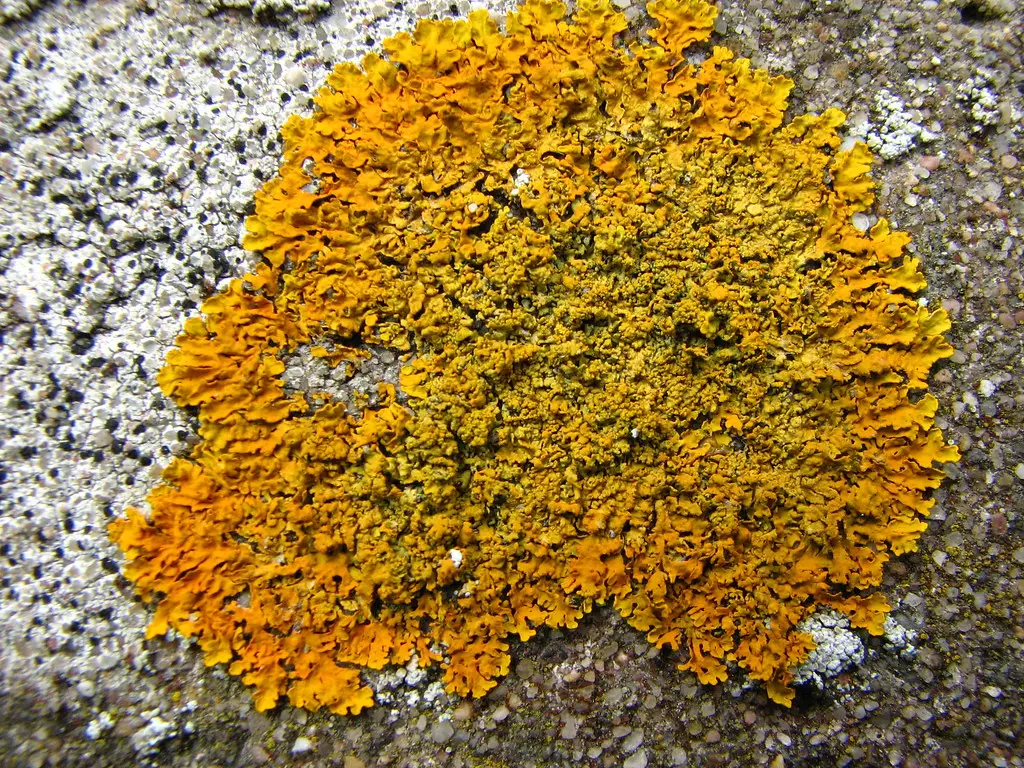 Does Lichen Actually Hurt the Tree? (fdecomite, Flickr, CC BY 2.0)