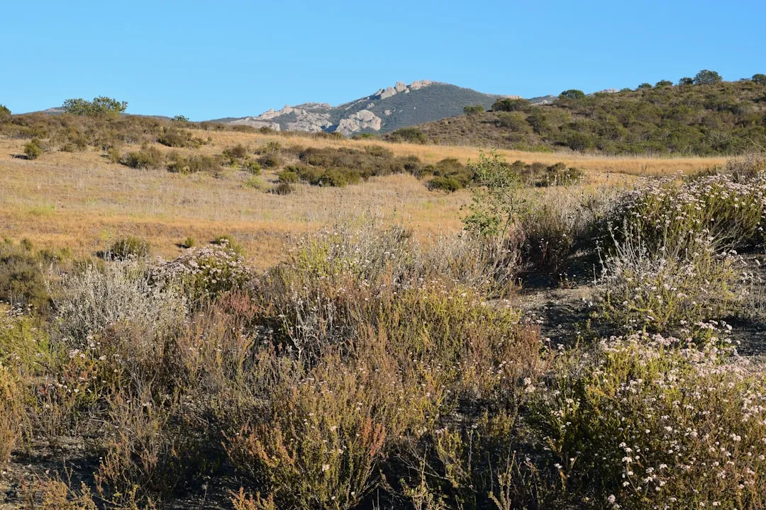 Plant #4: California Buckwheat (Eriogonum fasciculatum) - The Pollinator Magnet (Image Credits: Unsplash)
