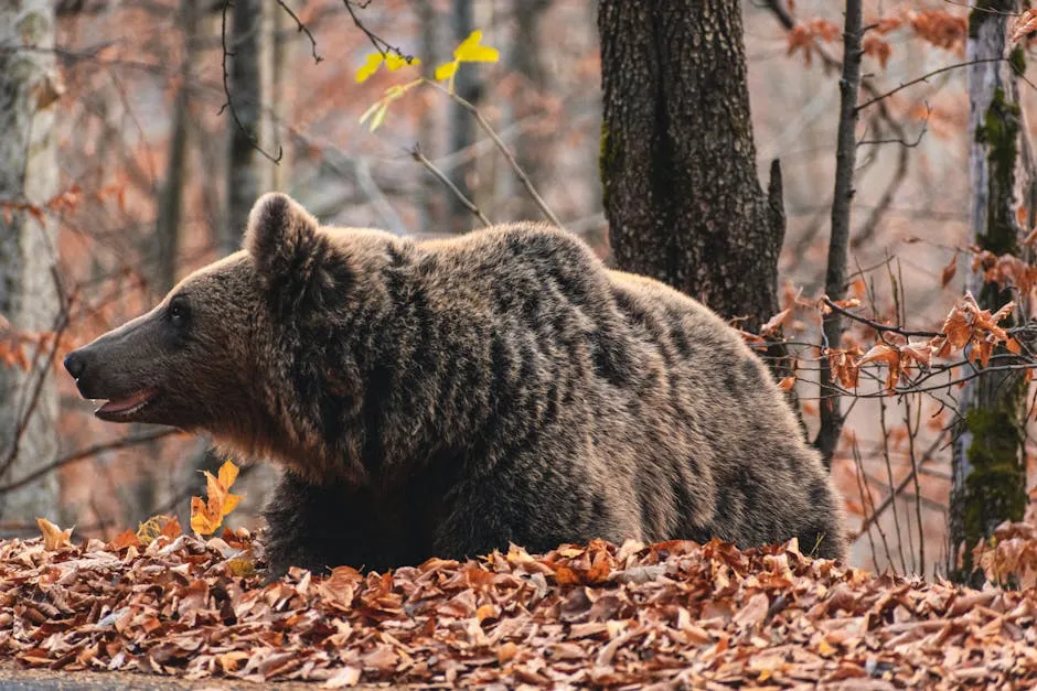 Myth #1: Bear Attacks Are a Common Trail Danger (Image Credits: Pexels)