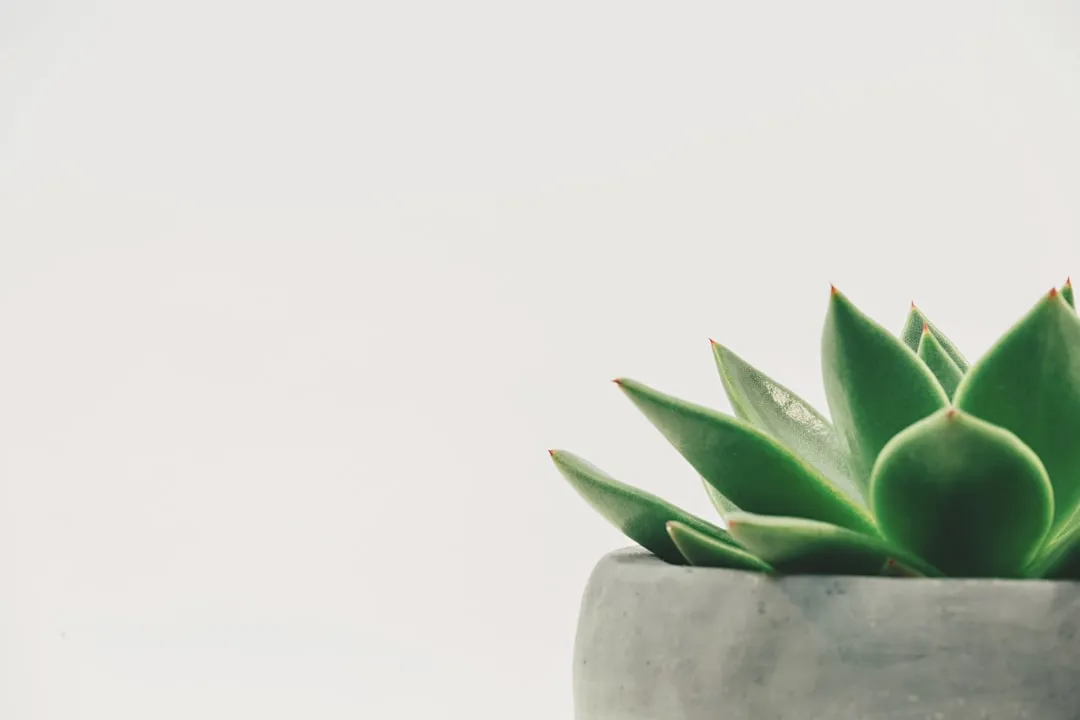 The Succulent: Independent, Resourceful, Self-Sufficient (Image Credits: Unsplash)