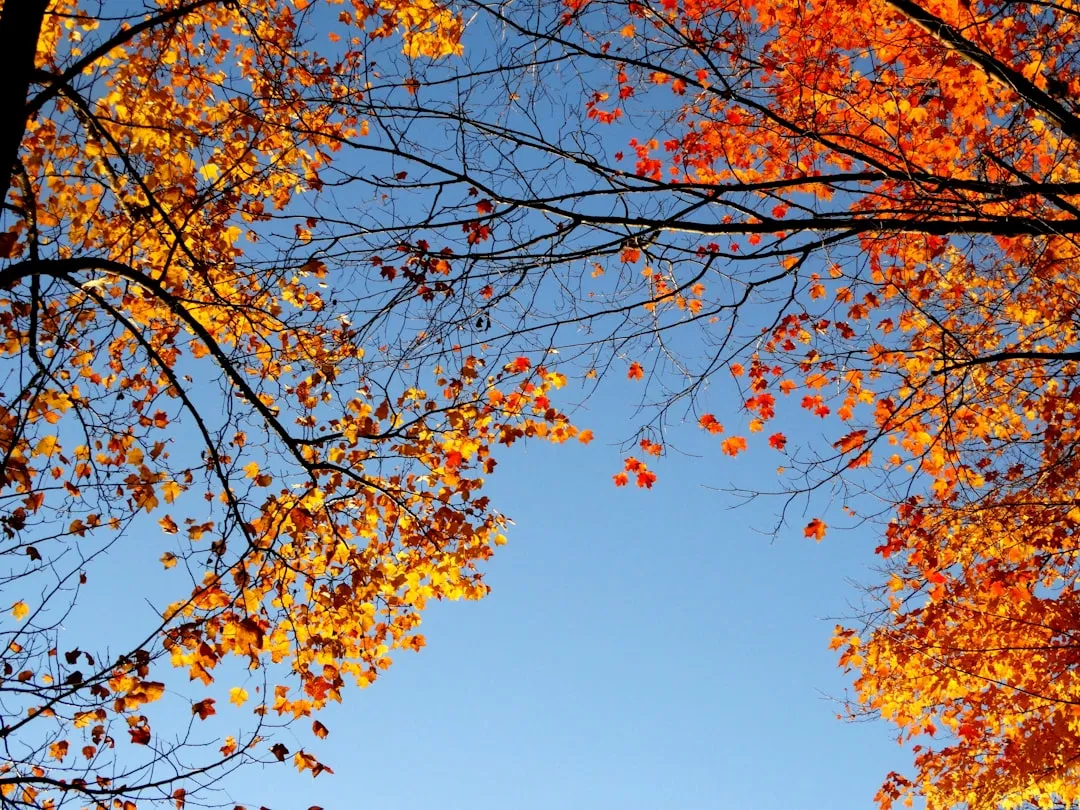 Why Fall Pruning Is Often a Costly Mistake (Image Credits: Unsplash)