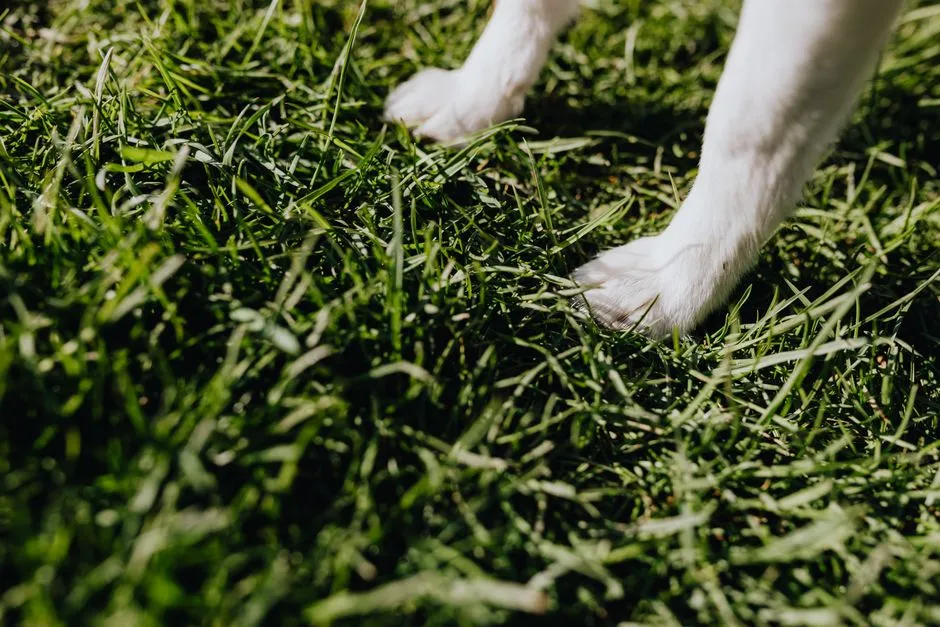 Know the Signs of Frostbite on Paw Pads (Image Credits: Pexels)