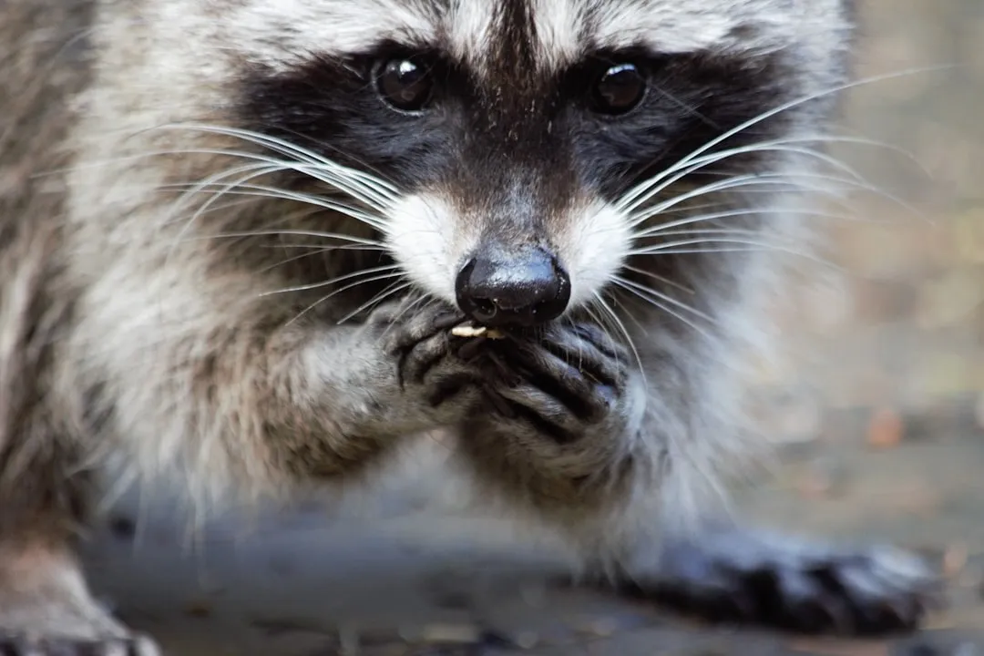 The Prying and Gnawing Habit at Entry Points (Image Credits: Unsplash)
