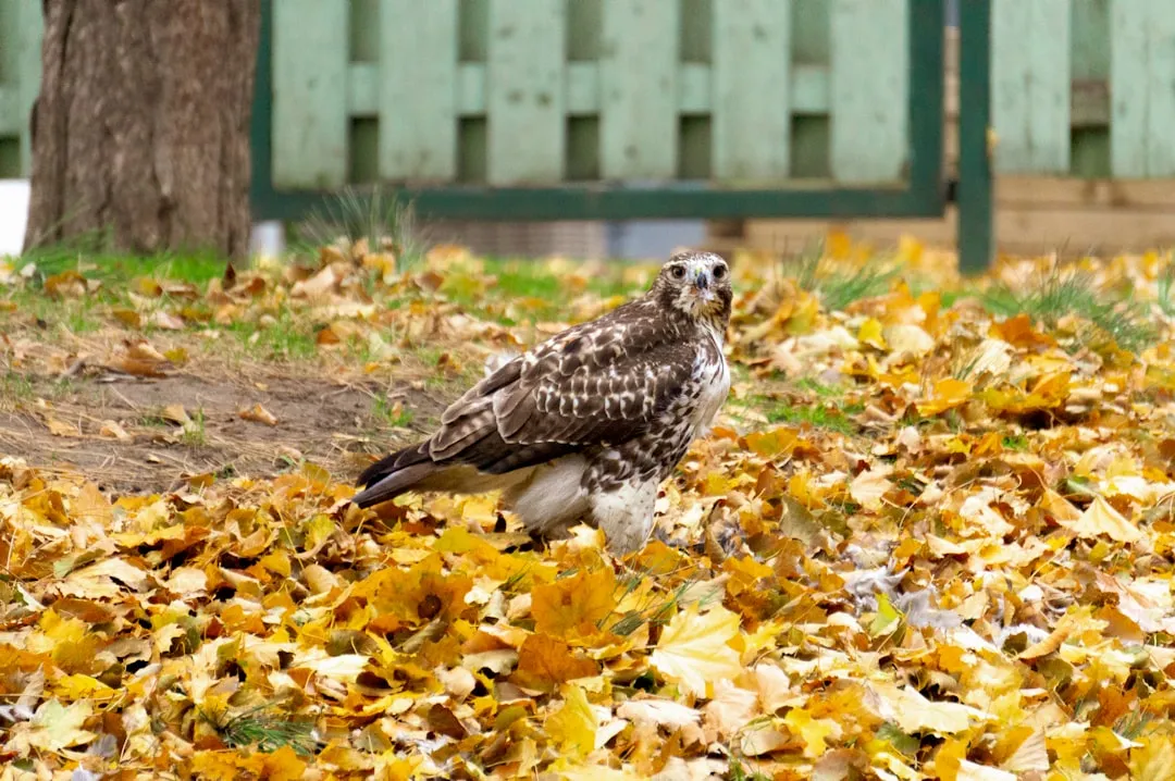 10. Use Leaf Litter to Support Backyard Biodiversity Intentionally (Image Credits: Unsplash)
