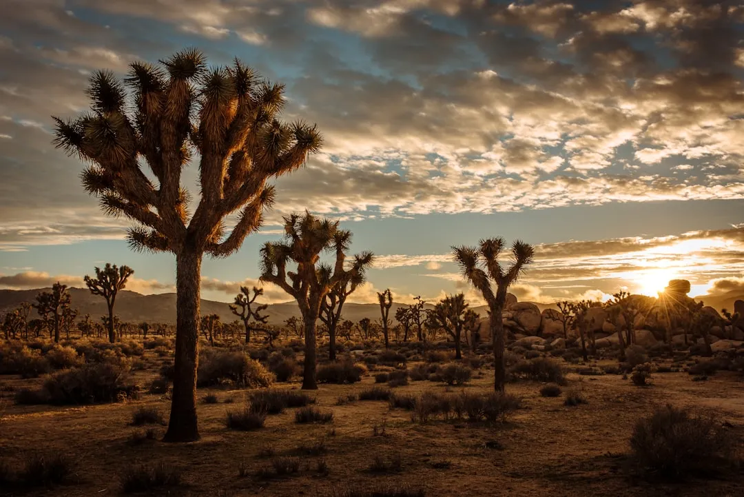 More Than One Species of Yucca Moth (Image Credits: Unsplash)