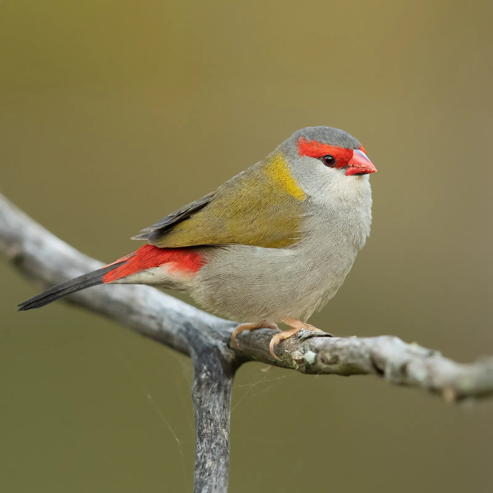 Songbirds Use the Seed Heads as a Food Source (By JJ Harrison (https://www.jjharrison.com.au/), CC BY-SA 4.0)