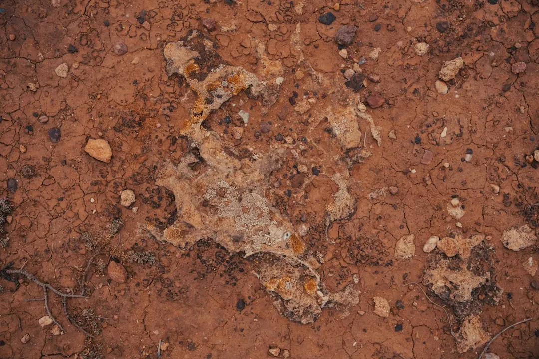 5. A Hard Surface Crust Forms After Rain (Image Credits: Unsplash)