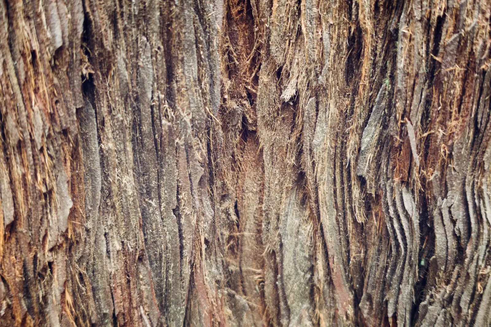 Which Tree Species Are Most at Risk (Redwood Bark Closeup, CC BY-SA 2.0)