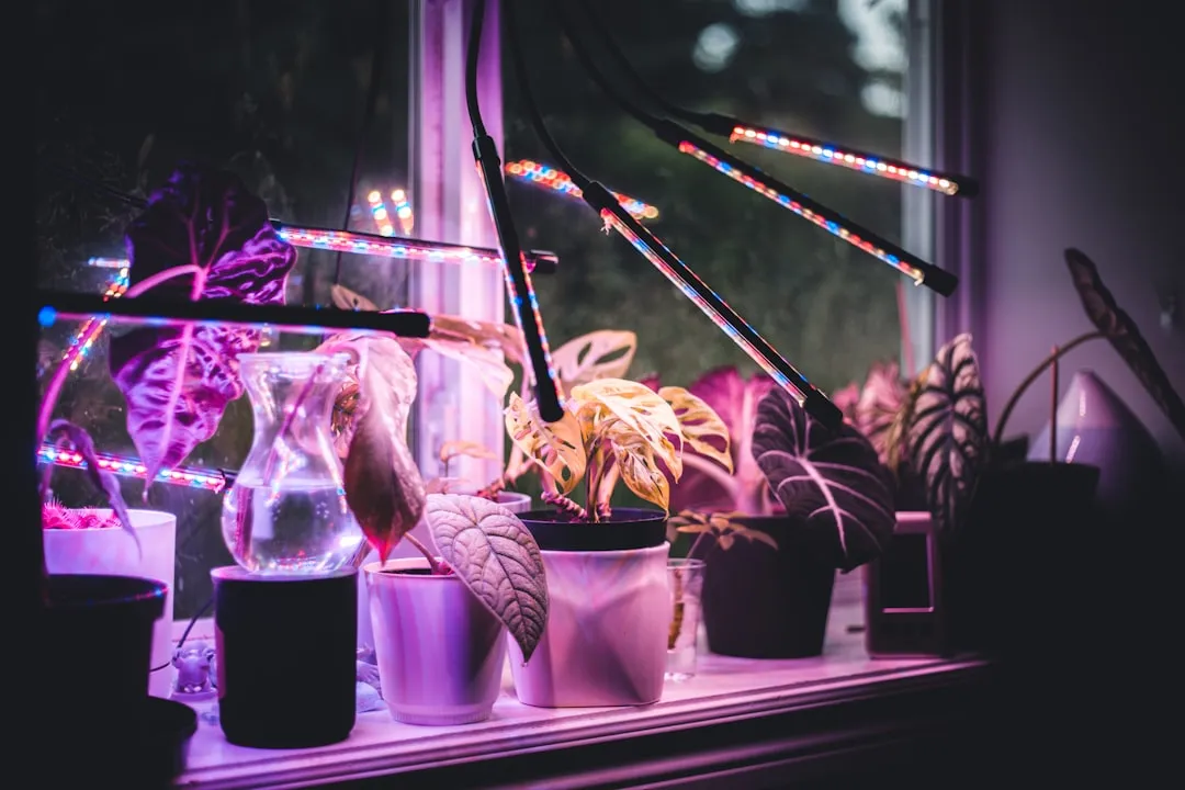 When Natural Light Isn't Enough: The Case for LED Grow Lights (Image Credits: Unsplash)