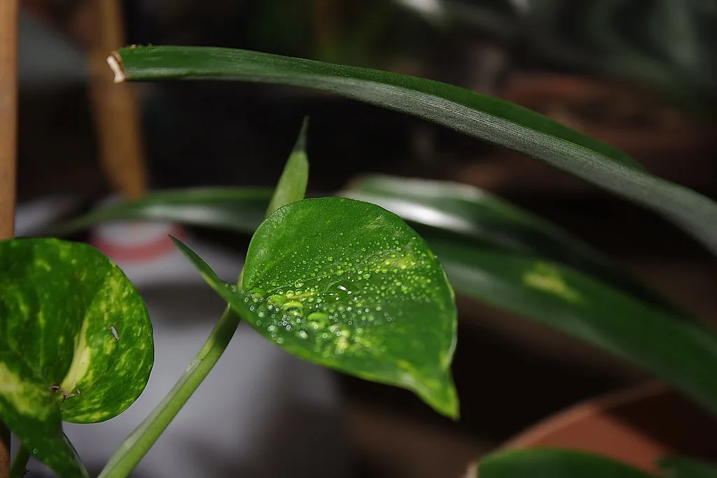 3. Pothos (Epipremnum aureum) (eggrole, Flickr, CC BY 2.0)