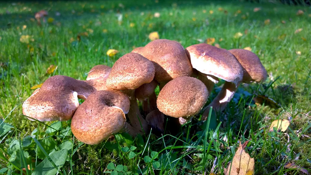 How to Manage Mushrooms Without Damaging Your Lawn (timo_w2s, Flickr, CC BY-SA 2.0)