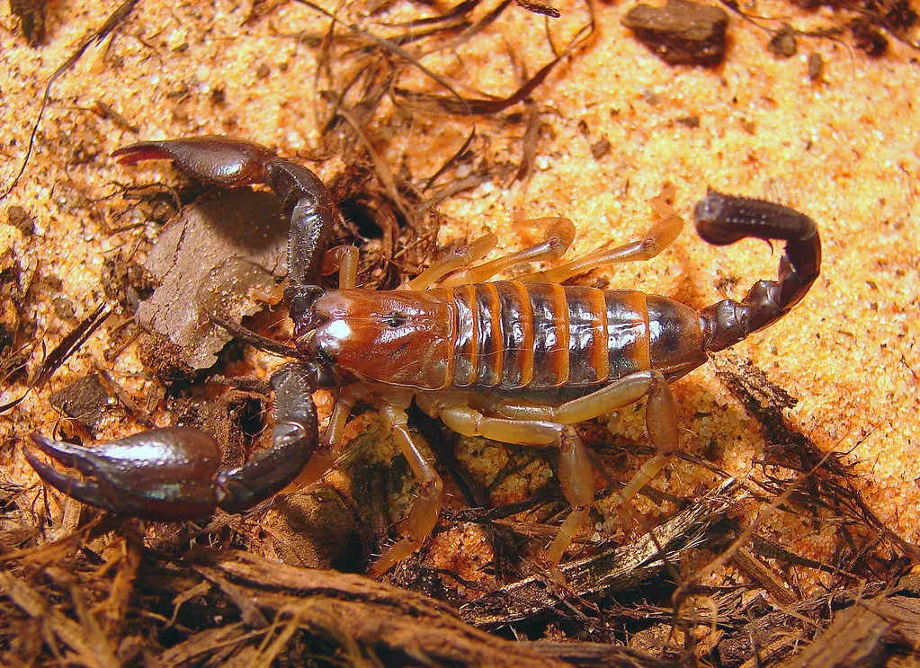 If Someone Gets Stung, Act Calmly and Quickly (Furryscaly, Flickr, CC BY-SA 2.0)