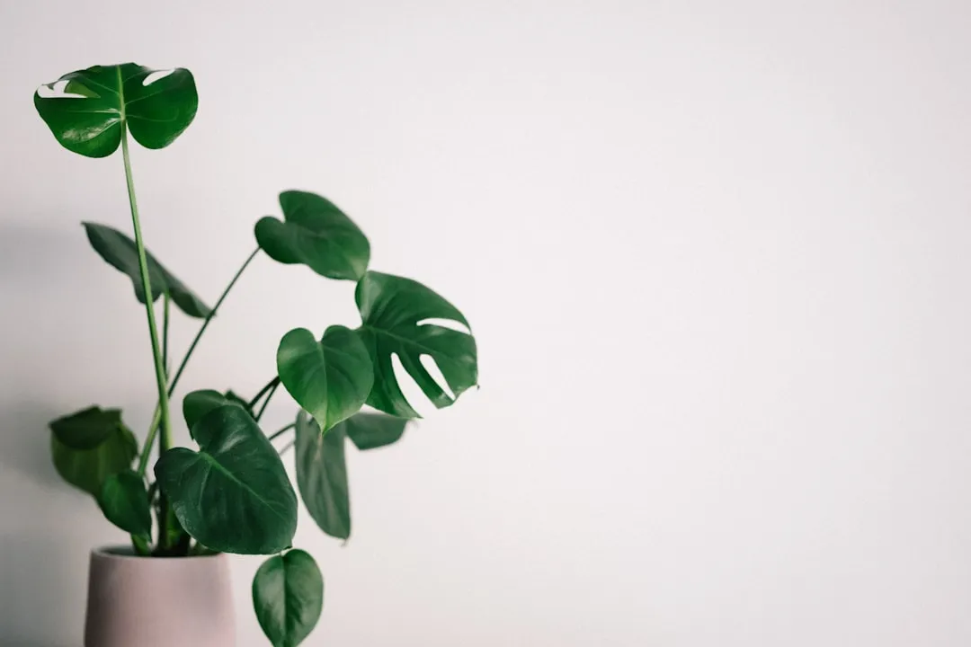 Indoor Conditions Turn a Feature Into a Problem (Image Credits: Unsplash)