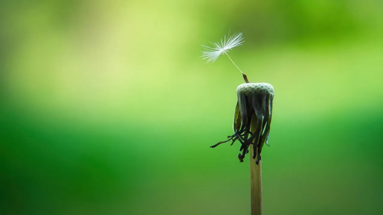 What the Research Actually Shows About Plants and Routine (Image Credits: Pixabay)